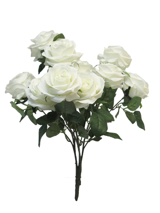 ROSA DIJON BUSH X10 WHT 42CM