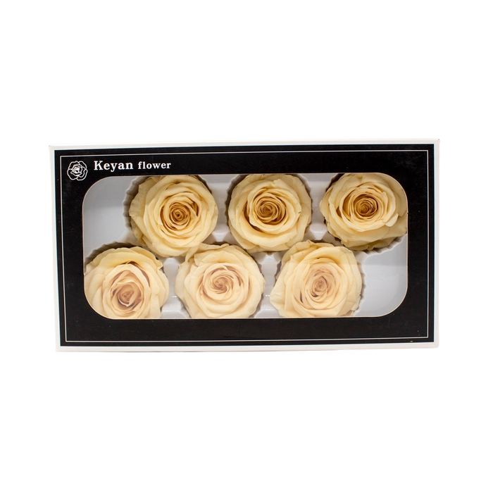 FOREVER ROSES 6PCS CHAPAGNE 6CM