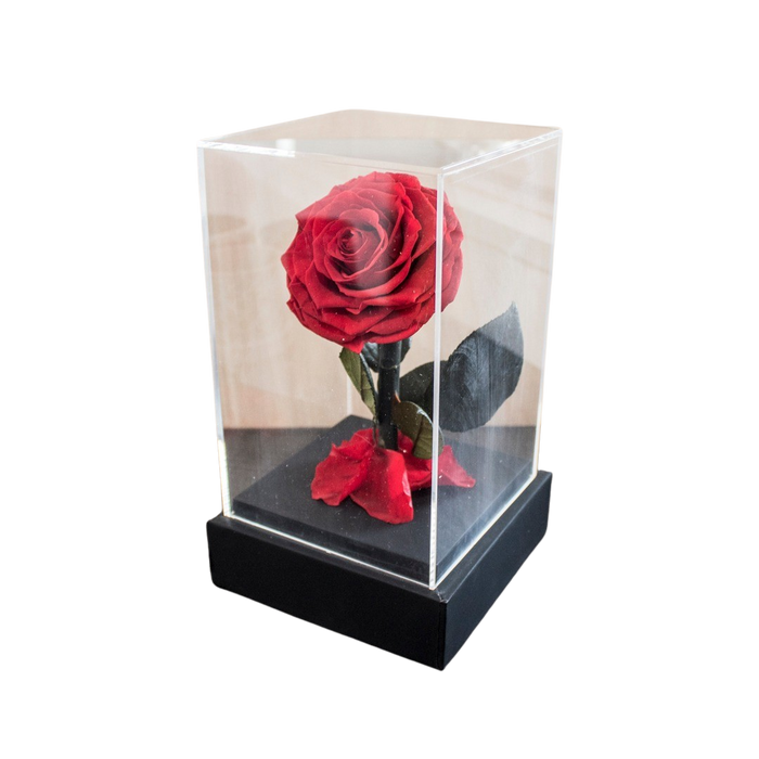 PRESERVE ROSE IN DOME 12X20CM RED