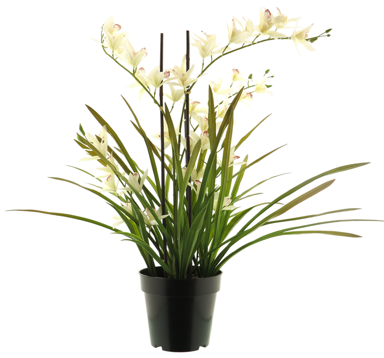 MEADOW ORCHID PLANT W/POT CREAM 71CM