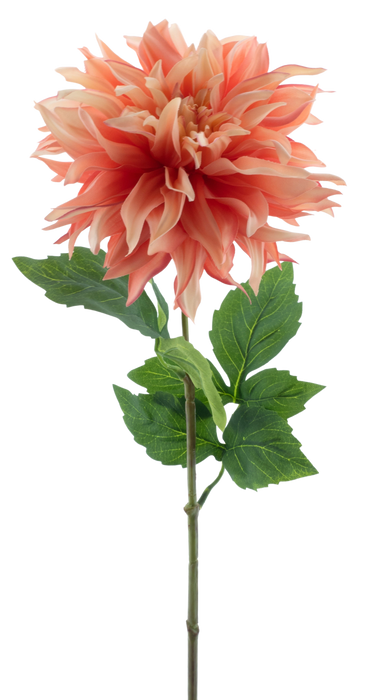 DAHLIA MUMBA 63CM