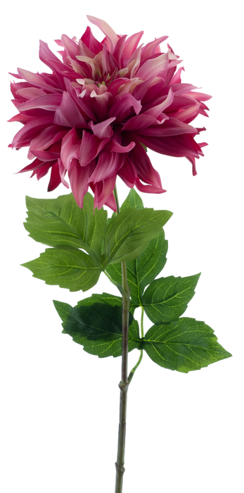 DAHLIA MUMBA BEAUTY 63CM