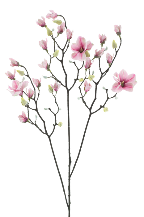 MAGNOLIA PINK 123CM