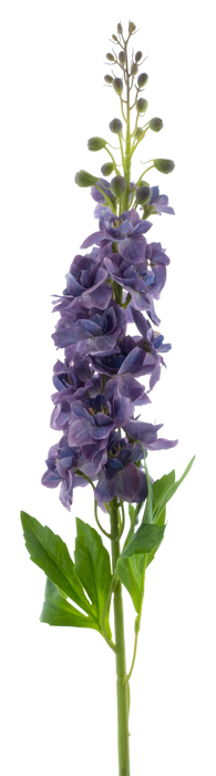 DELPHINIUM ROLAND ΜΩΒ 87CM